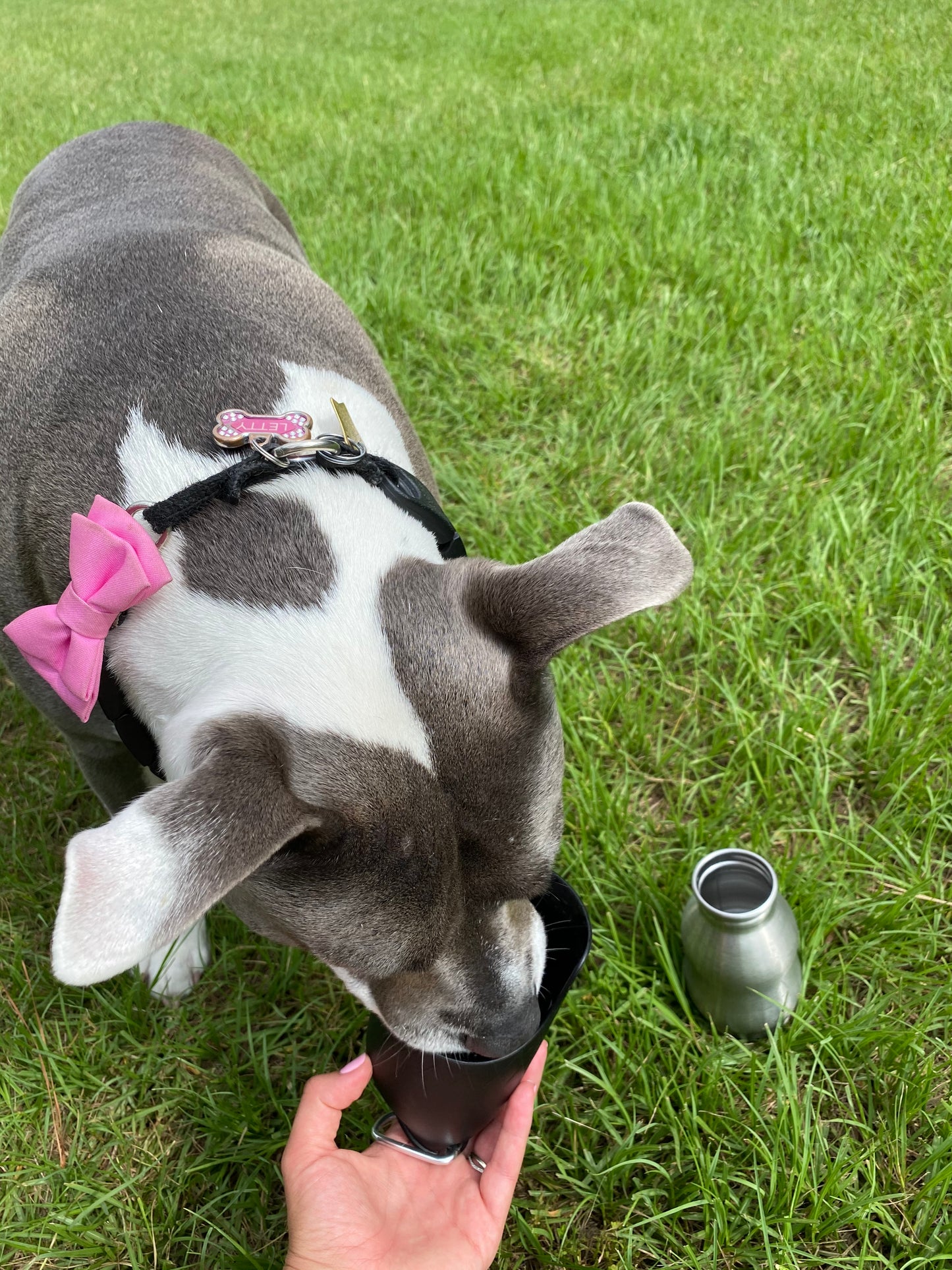 BULPET Dog Lightweight Portable Outdoor Pet Water Bottle Stainless Steel